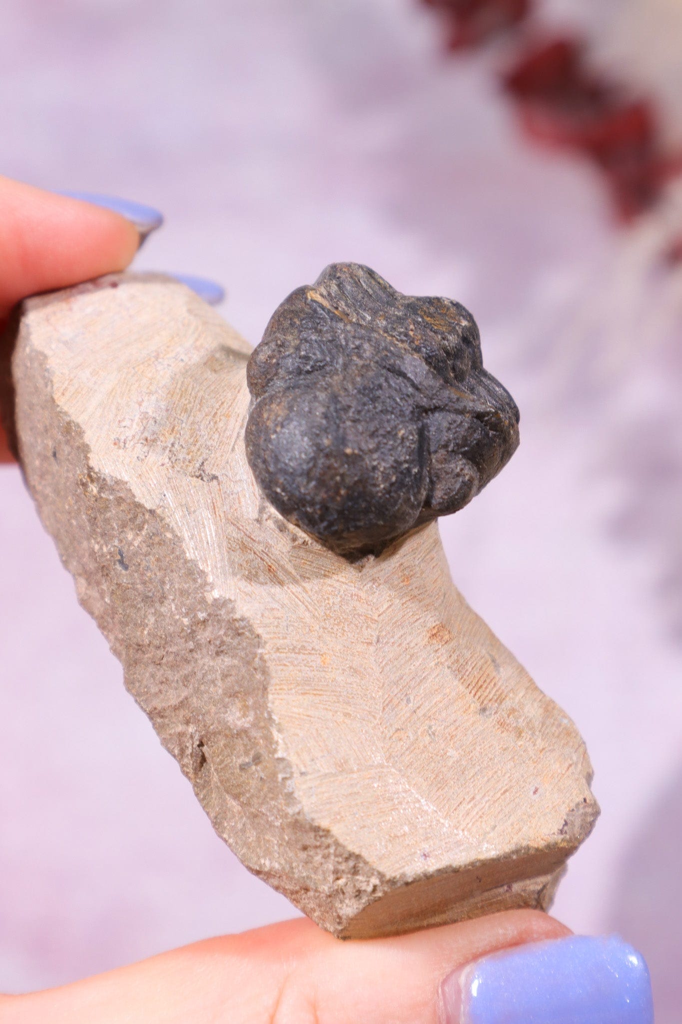 Trilobite Fossil 84.7gr, Sold as Seen Fossil Tali & Loz Crystals