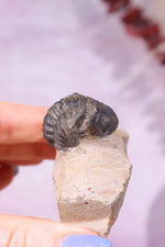 Trilobite Fossil 84.7gr, Sold as Seen Fossil Tali & Loz Crystals