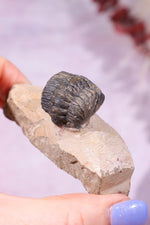 Trilobite Fossil 84.7gr, Sold as Seen Fossil Tali & Loz Crystals