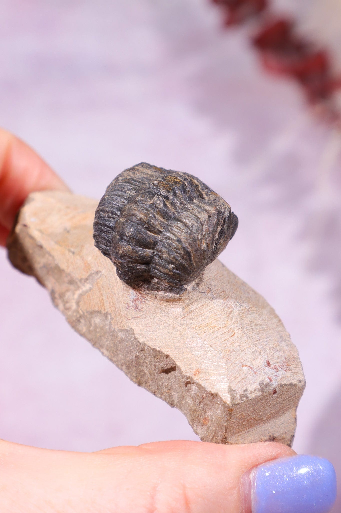 Trilobite Fossil 84.7gr, Sold as Seen Fossil Tali & Loz Crystals