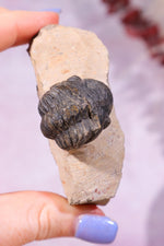 Trilobite Fossil 84.7gr, Sold as Seen Fossil Tali & Loz Crystals