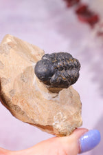 Trilobite Fossil 84.7gr, Sold as Seen Fossil Tali & Loz Crystals
