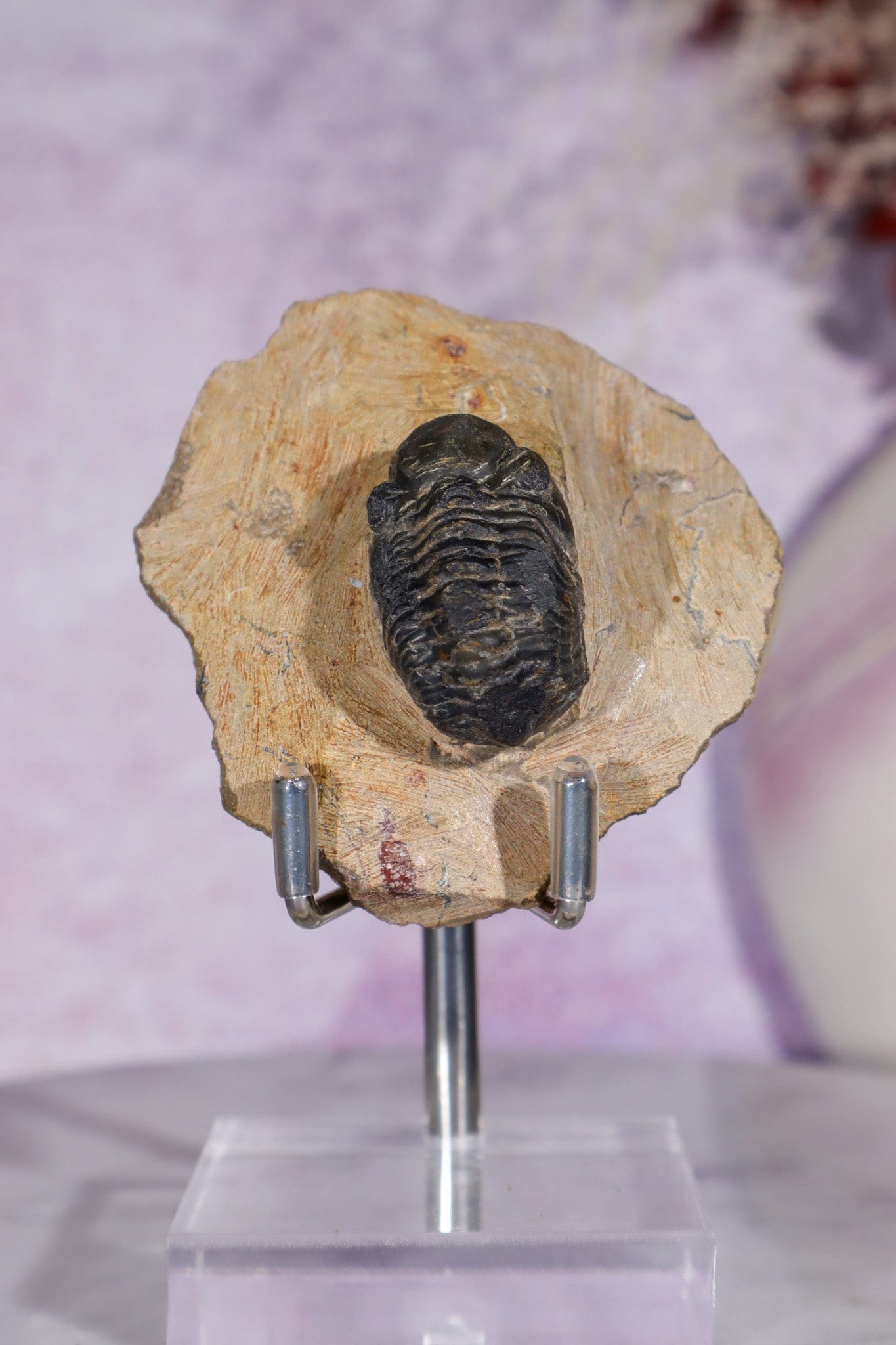 Trilobite Fossil | Ancient Marine Arthropod Specimen 6cm Fossil Tali & Loz Crystals