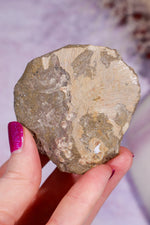 Trilobite Fossil | Ancient Marine Arthropod Specimen 6cm Fossil Tali & Loz Crystals