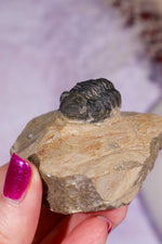 Trilobite Fossil | Ancient Marine Arthropod Specimen 6cm Fossil Tali & Loz Crystals