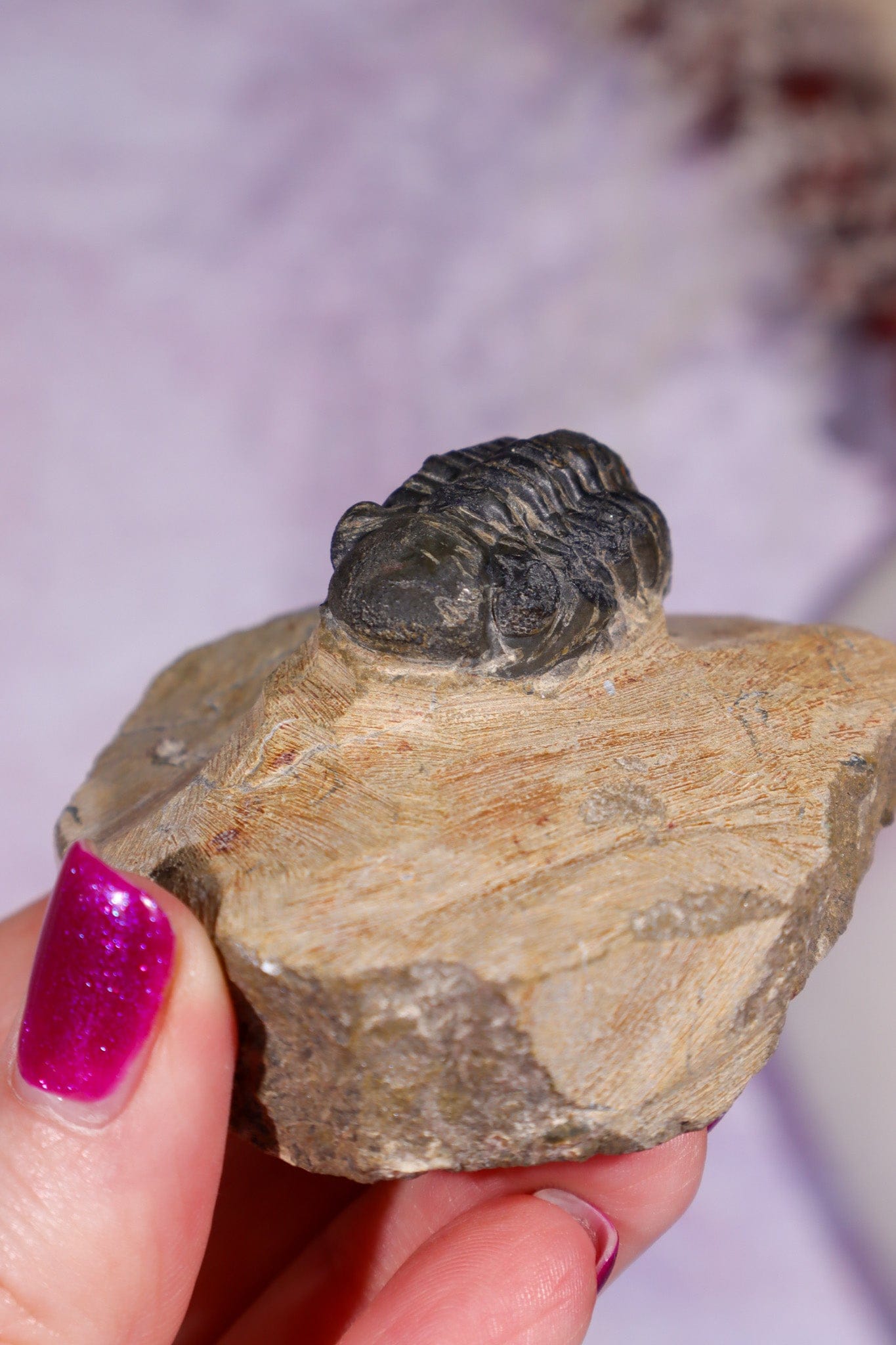 Trilobite Fossil | Ancient Marine Arthropod Specimen 6cm Fossil Tali & Loz Crystals