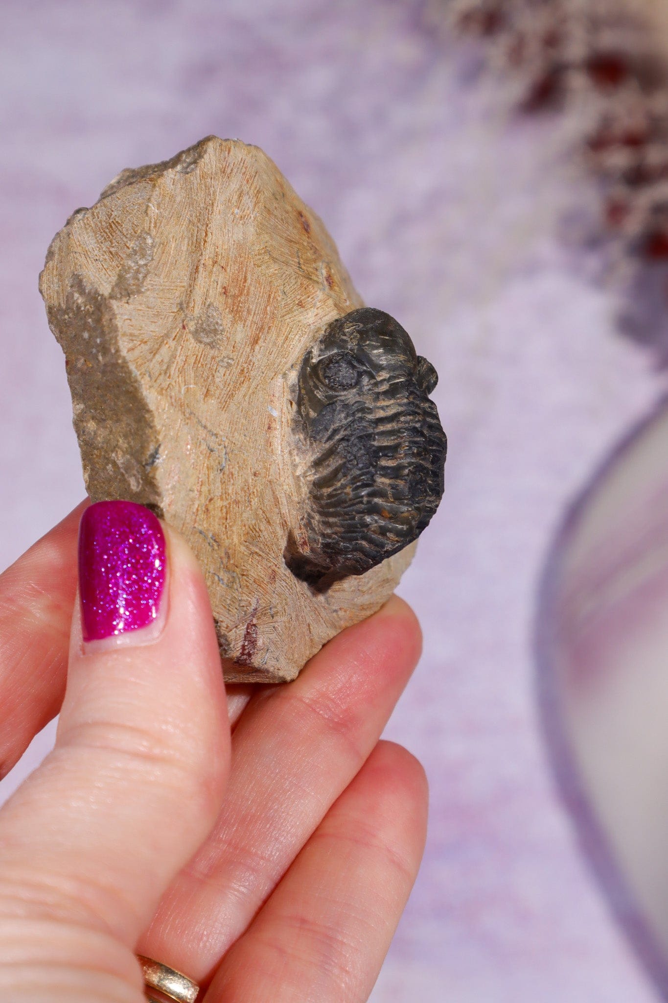 Trilobite Fossil | Ancient Marine Arthropod Specimen 6cm Fossil Tali & Loz Crystals
