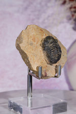 Trilobite Fossil | Ancient Marine Arthropod Specimen 6cm Fossil Tali & Loz Crystals