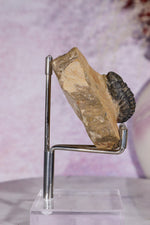 Trilobite Fossil | Ancient Marine Arthropod Specimen 6cm Fossil Tali & Loz Crystals