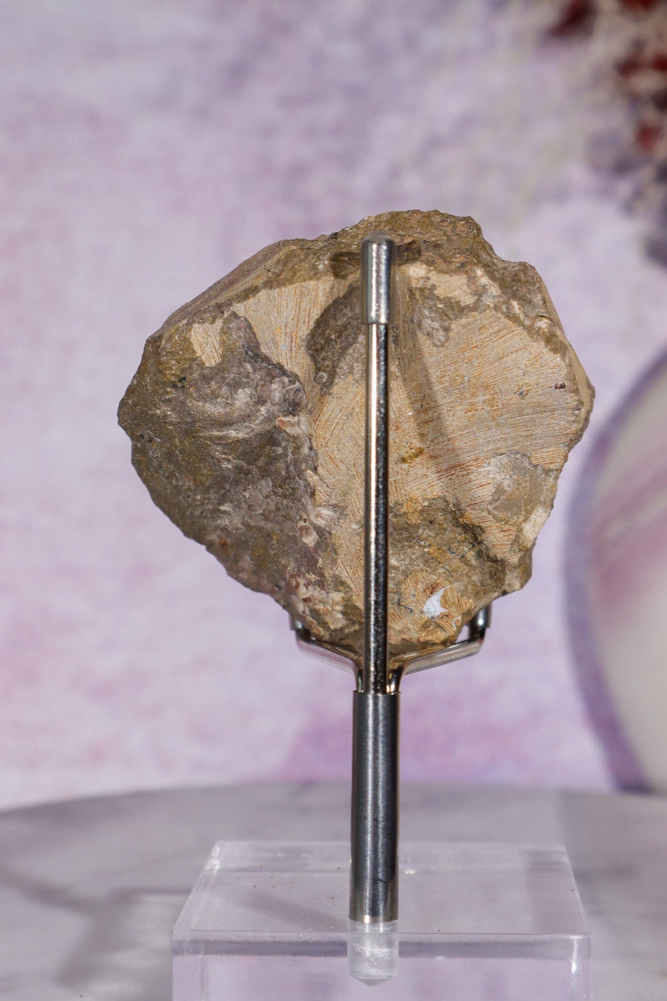 Trilobite Fossil | Ancient Marine Arthropod Specimen 6cm Fossil Tali & Loz Crystals