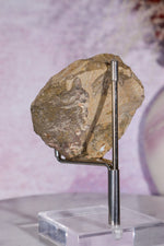 Trilobite Fossil | Ancient Marine Arthropod Specimen 6cm Fossil Tali & Loz Crystals