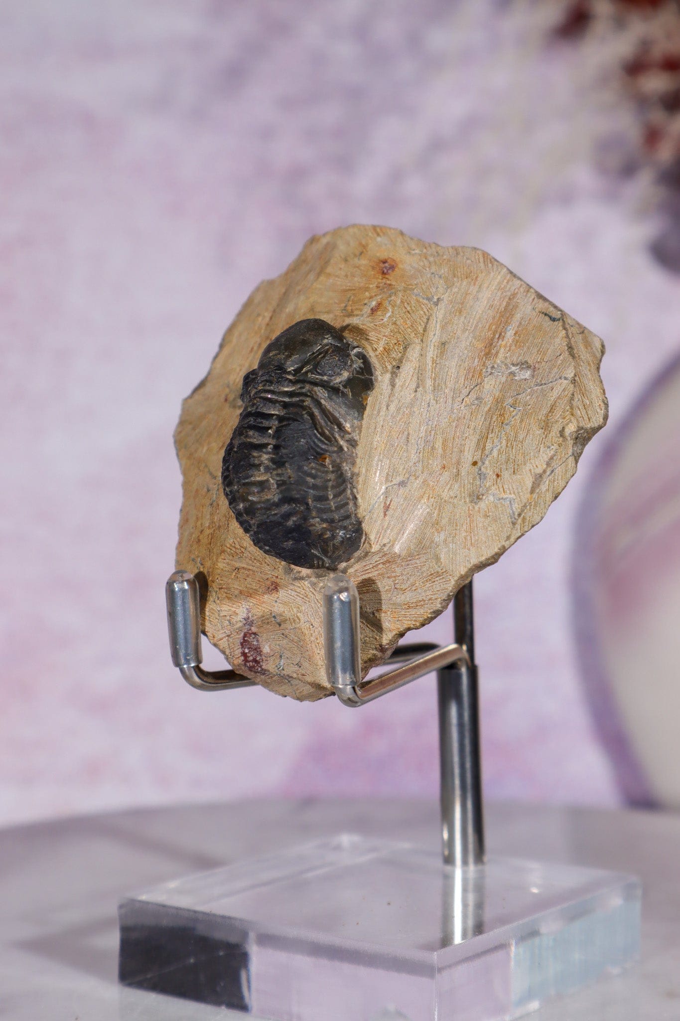 Trilobite Fossil | Ancient Marine Arthropod Specimen 6cm Fossil Tali & Loz Crystals