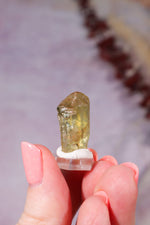 Yellow Apatite Specimen | 23mm | Cerro de Mercado, Mexico Minerals Tali & Loz Crystals