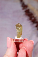 Yellow Apatite Specimen | 23mm | Cerro de Mercado, Mexico Minerals Tali & Loz Crystals