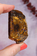 Yowah Boulder Opal Rough 26gr Rocks & Fossils Tali & Loz Crystals