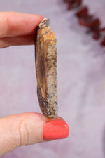 Yowah Boulder Opal Rough 26gr Rocks & Fossils Tali & Loz Crystals