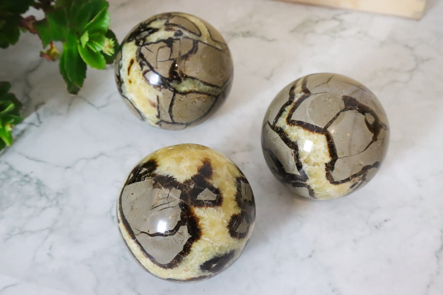 Septarian Spheres - Protection/Confidence Spheres Tali & Loz