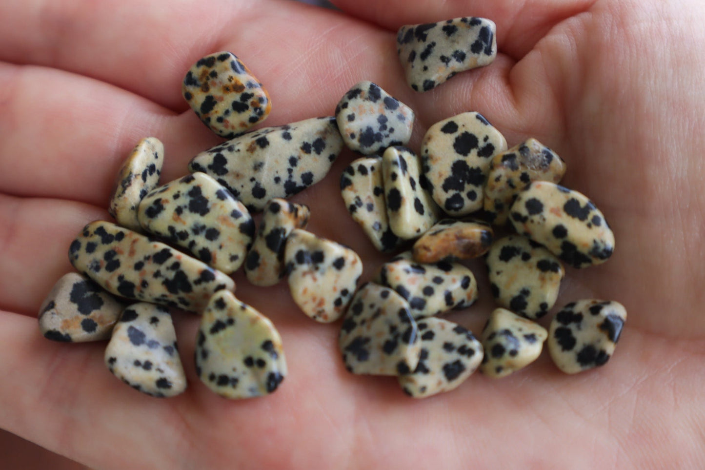 Dalmatian Jasper Chips - Grounding/Positivity Chips Tali & Loz